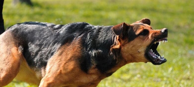 Dog with frightening bark showing teeth during attack